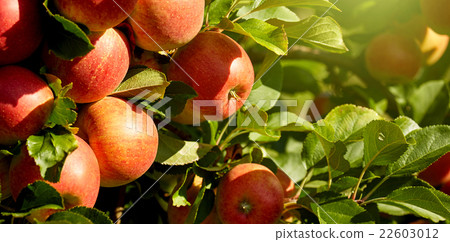 red apples in the orchard 22603012