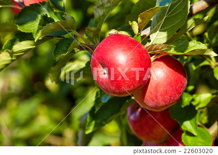 red apples in the orchard 22603020