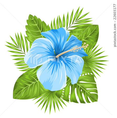 Beautiful Blue Hibiscus Flowers Blossom and 22603177