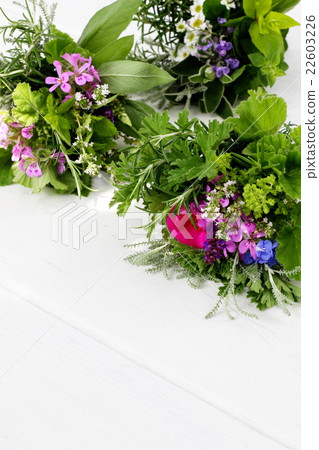 Tudge Mudgee on the garden table 22603226