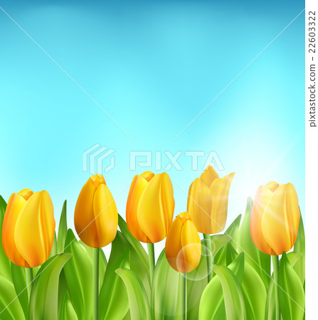 Nature Floral Background with Tulips Flowers and 22603322