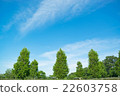 Blue sky and fresh green 22603758