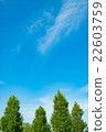 Blue sky and fresh green 22603759