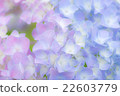 hydrangea   22603779