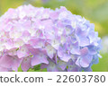 hydrangea   22603780