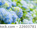 hydrangea   22603781