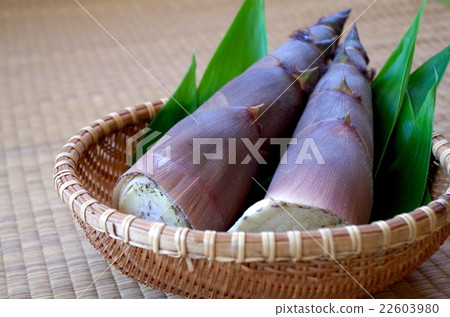 bambooshoot  22603980