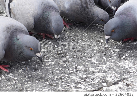 Pigeons to eat food Pigeons to eat food 22604032