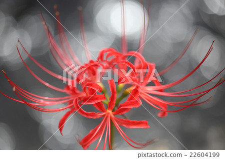 Higanbana紅色花 Higanbana紅色花 22604199