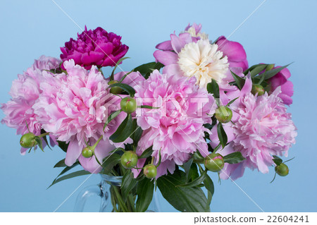 bouquet of peonies bouquet of peonies 22604241