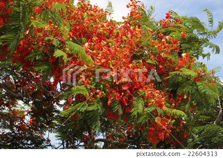 Phoenix trees swaying in the wind Phoenix trees swaying in the wind 22604313