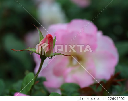 玫瑰花蕾 22604602