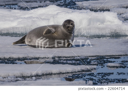 The unique Baikal seal on ice The unique Baikal seal on ice 22604714