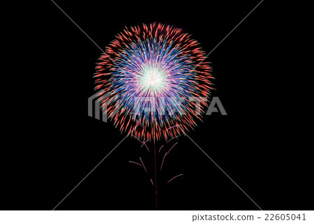 [秋田縣]大城煙花-四重菊花- 22605041