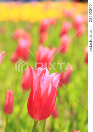 Tulips ♪ 22605860