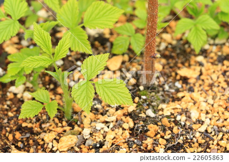 Raspberry soccer♪ 22605863