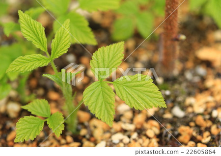 覆盆子足球♪ 22605864