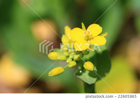 Komatsu rape blossoms ♪ 22605865