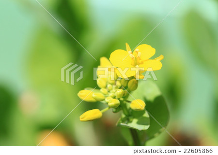 Komatsu rape blossoms ♪ 22605866