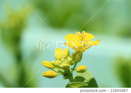 Komatsu rape blossoms ♪ Komatsu rape blossoms ♪ 22605867