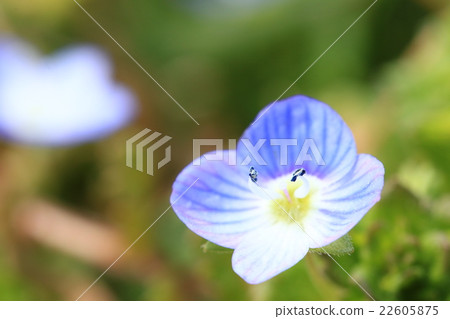 藍耳雞♪ 22605875