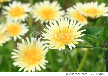 白蒲公英♪ 22605882