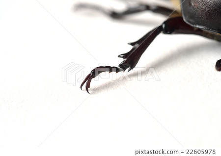 Beetle feet Beetle feet 22605978