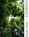 Komorebi 22606054