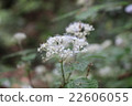  白花 22606055