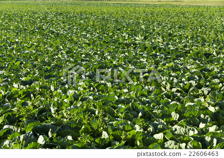 Field of cabbage, spring Field of cabbage, spring 22606463