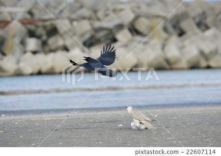 A crow delivering a choke to white falcons 22607114