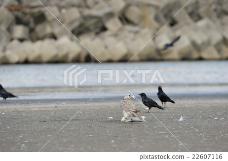 White shark false wings of caught squirrel 22607116