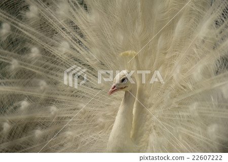 Shirokujaku 22607222