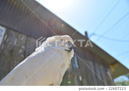 白鳳頭鸚鵡 22607223