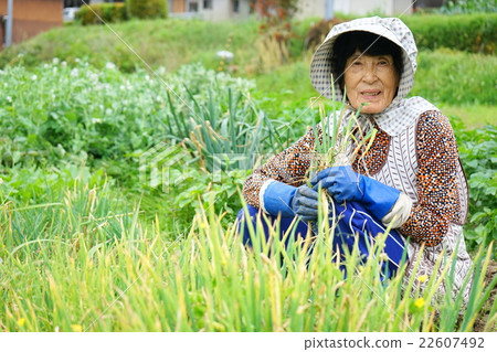 老年人稻田種田農業農民奶奶做蔬菜 22607492