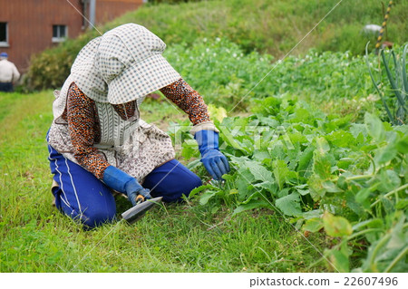 老年人稻田種田農業農民奶奶做蔬菜 22607496