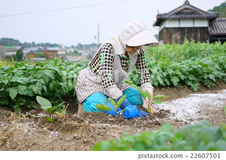 Elderly people rice field farming agriculture farmers Granny making vegetables Elderly people rice field farming agriculture farmers Granny making vegetables 22607501