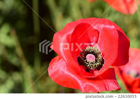 Hinagishi no Hana / Poppy 22610055