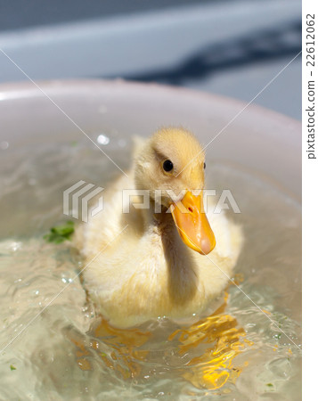 Cole Duck 22612062