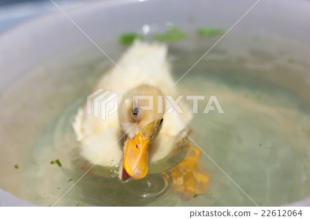 Cole Duck 22612064