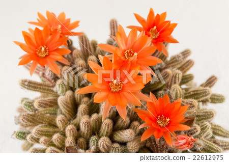 Orange cactus flower on a white background Orange cactus flower on a white background 22612975
