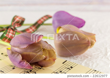 Purple tulips on a music sheet Purple tulips on a music sheet 22612977