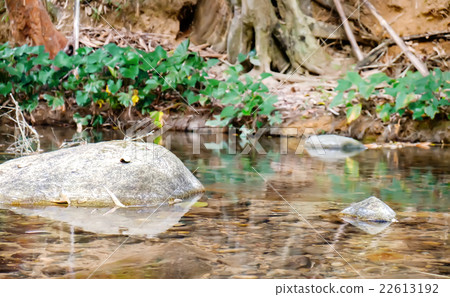 Mountain stream in a forest Mountain stream in a forest 22613192