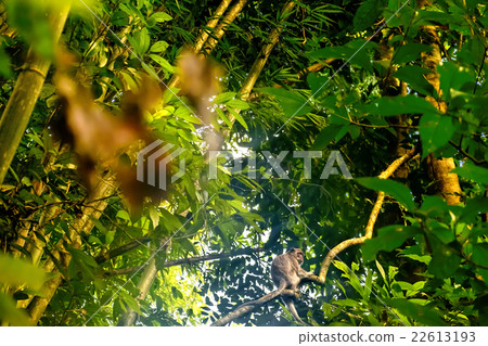 Japanese macaque in jungle Japanese macaque in jungle 22613193