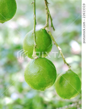 Lime tree with fruits, closeup 22613319