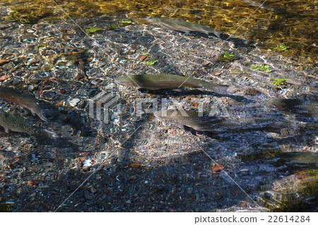 Mt. Fuji main shrine Asama Taisya Shrine Springboard pond 22614284