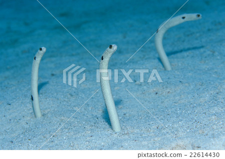 Chinanago Stock Photo 22614430 Pixta