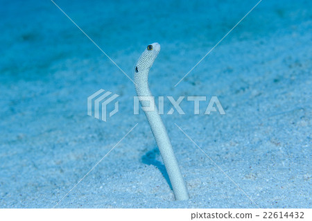 Chinese eel 22614432