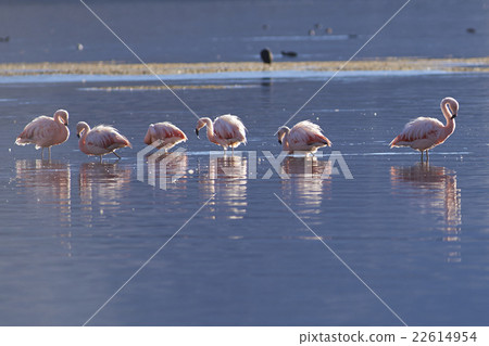 Chilean Flamingos 22614954
