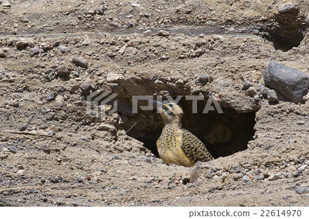 Andean Flicker 22614970